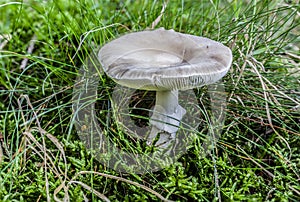 Champion-like edible mushroom