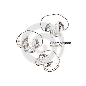 Champion mushroom, hand draw sketch vector.