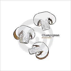 Champion mushroom, hand draw sketch vector.