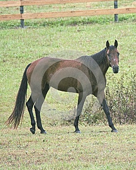 The champion quarter horse enjoys her time in the green mountain pasture.