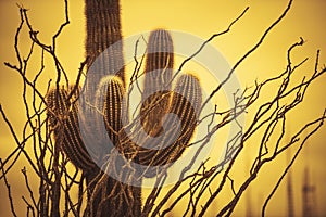 Champion Saguaro Arizona