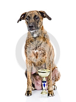 Champion winning dog. on white background