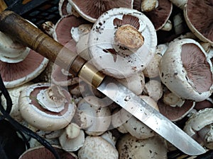 Freshly cut mushrooms or mushrooms. The common mushroom, mushroom from Paris - whose scientific name is Agaricus bisporus - is a photo