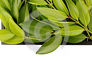 Chamuang leaves (Garcinia Cowa Roxb.)