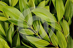 Chamuang leaves (Garcinia Cowa Roxb.) background