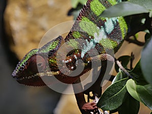 ChamÃÂ¤leon tarnt sich