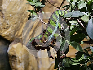 ChamÃÂ¤leon tarnt sich