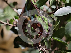 ChamÃÂ¤leon tarnt sich wunderbar