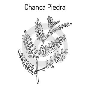 Chanca piedra Phyllantus amarus , medicinal plant