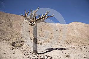 Chandelier cactus in Northern Chili