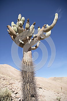 Chandelier cactus in Northern Chili