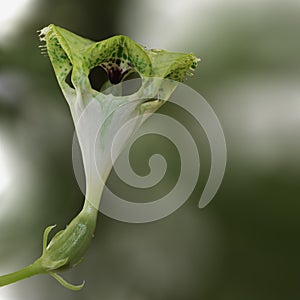 Chandelier flower