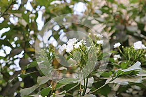 Chandni flower tree in india Tabernaemontana coronaria plant