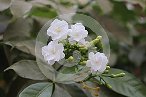 Chandni flower tree in india Tabernaemontana coronaria plant