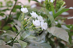 Chandni flower tree in india Tabernaemontana coronaria plant