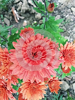 Chandra Mallika Flower