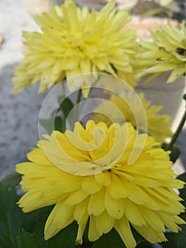 Chandra mallika flower