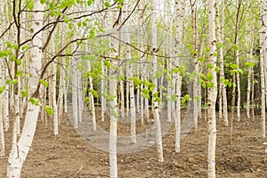 Birch tree sprouting in spring.