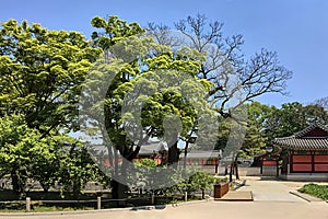 Changdeokgung palace Prospering Virtue Palace one of the Five Grand Palaces of the Joseon Dynasty. Seoul, photo