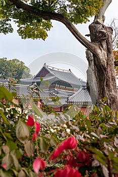 Changdeokgung royal palace of the Joseon dynasty in Autumn in Seoul South Korea photo
