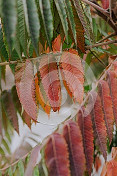 Change of season from summer to autumn. Green ivy leaves turn yellow and red. Chlorophyll goes away, process of photosynthesis