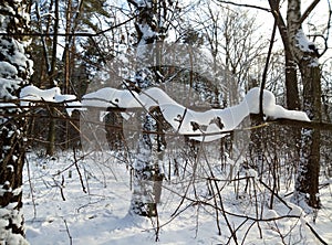 Beauty in nature. Winter fantasies in forest