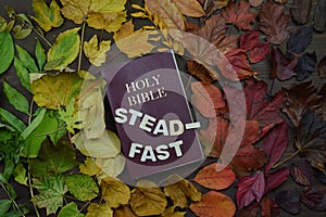 Changeable autumn leaves with bible and word steadfast photo
