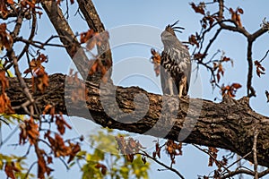 Changeable or crested hawk eagle nisaetus cirrhatus perched on sky background on a mahua tree at bandhavgarh