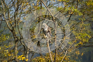 Changeable or crested hawk eagle or nisaetus cirrhatus perched on tree in natural scenic view or frame in background at dhikala