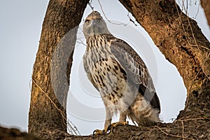 Changeable or crested hawk eagle portrait with eye contact perched on tree in natural wood frame at dhikala zone of jim corbett