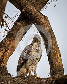 Changeable or crested hawk eagle portrait with eye contact perched on tree in natural wood frame at dhikala zone of jim corbett