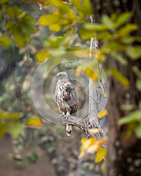 Changeable or crested hawk eagle portrait with eye contact perched on tree in natural wood and leaves frame at bandhavgarh