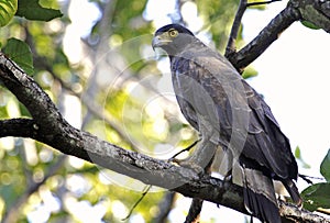 Changeable Hawk Eagle photo