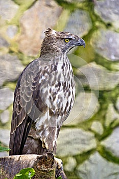 Changeable hawk eagle photo