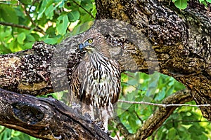 Changeable hawk eagle photo