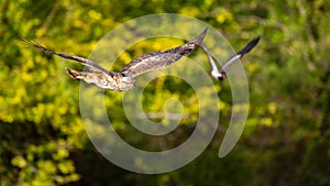 Changeable hawk-eagle chased by red-wattled lapwing photo