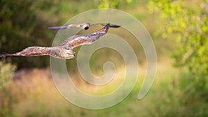 Changeable hawk-eagle chased by red-wattled lapwing photo