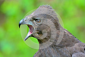 Changeable Hawk-Eagle photo