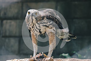 The changeable hawk-eagle or crested hawk-eagle Nisaetus cirrhatus sitting on the branch eating fish on his leg. Predator bird.