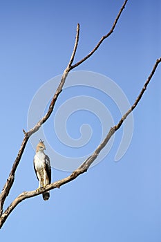 The changeable hawk-eagle or crested hawk-eagle Nisaetus cirrhatus sitting on the dry tree