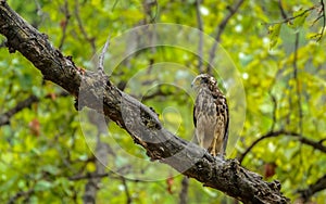 Eagle with green background (Changeable Hawk Eagle) photo