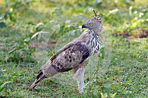 Changeable hawk-eagle photo