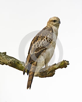 Changeable hawk eagle isolated on white background photo