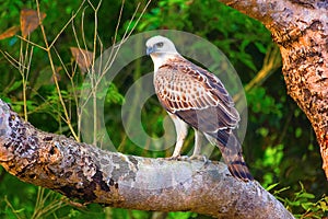 Changeable Hawk Eagle Juv, Nisaetus cirrhatus, Dudhwa Tiger Reserve, Uttar Pradesh