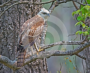 Changeable hawk eagle photo