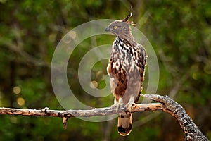 Changeable hawk-eagle, Nisaetus cirrhatus, bird of prey perched on branch in Wilpattu national park, Sri Lanka photo