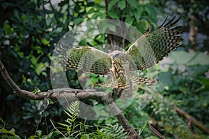 Changeable hawk-eagle, Nisaetus cirrhatus, close up, flying