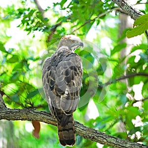 Changeable Hawk Eagle