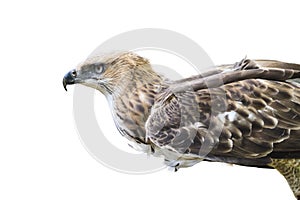 Changeable Hawk Eagle (Nisaetus limnaeetus) photo