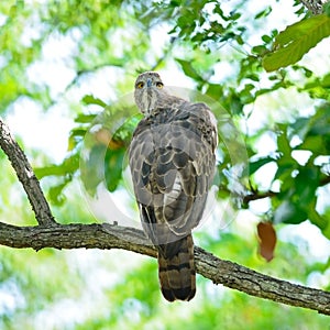 Changeable Hawk Eagle